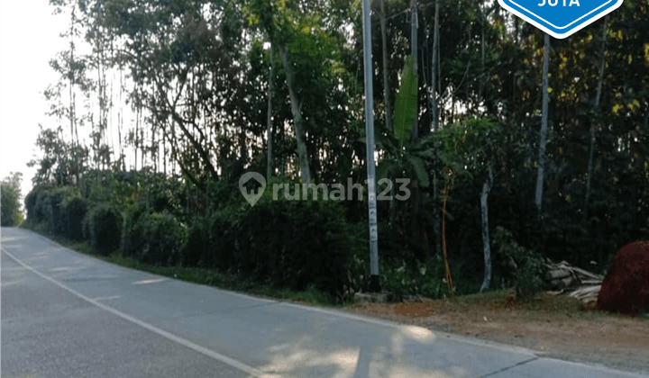 Tanah di Jl Singorojo Boja Kendal, Kendal SHM 3.200 m² 1