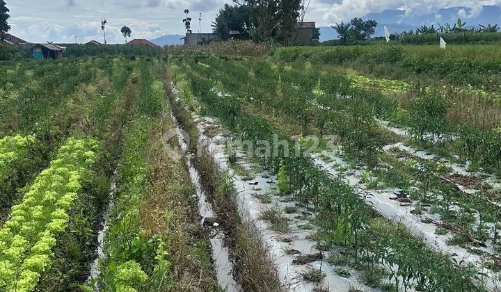 Tanah Shm Di Ciwidey, Ciwidey