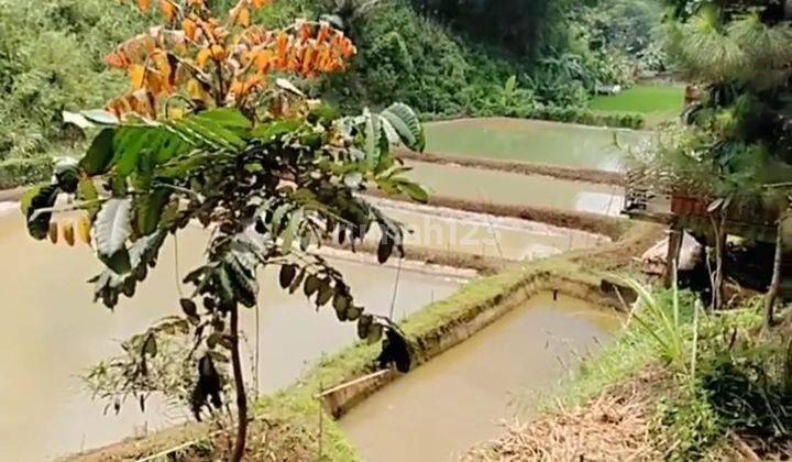 Tanah Dijual Cocok Untuk Cluter Perumahan Perkebunan di Raya Purwakarta Padalarang 3