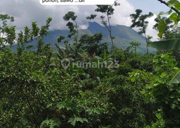 Tanah Perkebunan Buah dengan aneka macam buah 1