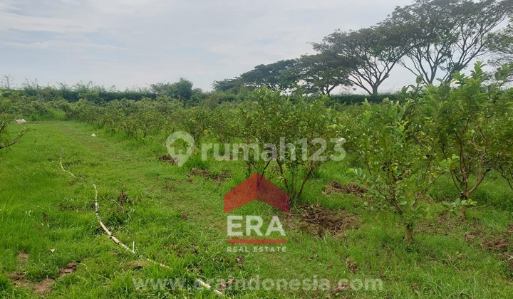 Dijual Tanah di Pinggir Jalan Bengle Karawang 5