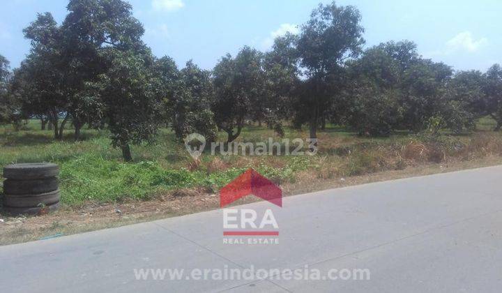 Tanah di Jalan Raya Pabayuran Bekasi 1,5jt m Aja  1