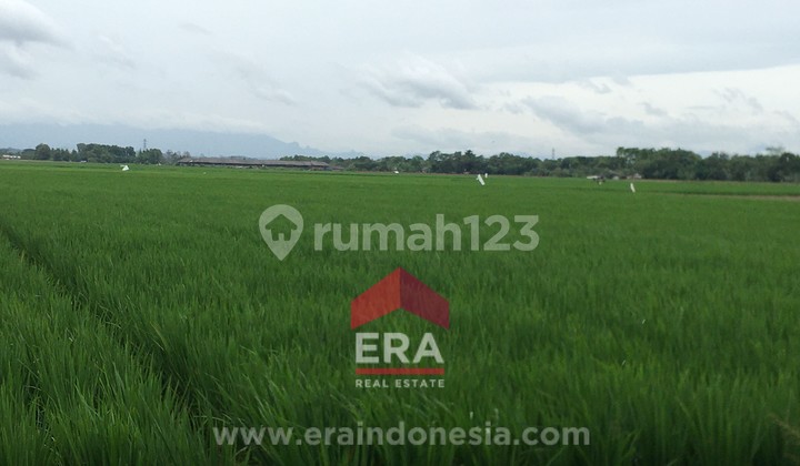 Dijual Tanah Sawah Produktif di Karawang 1