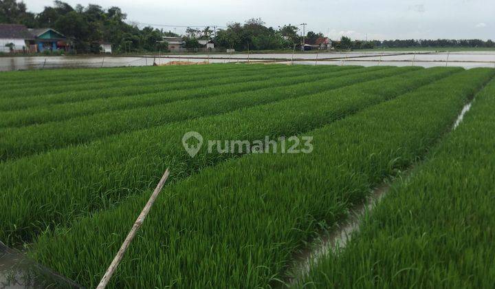 Dijual Tanah Sawah Produktif di Karawang 2