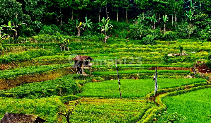 Jual cepat tanah murah milik pribadi SHM  6