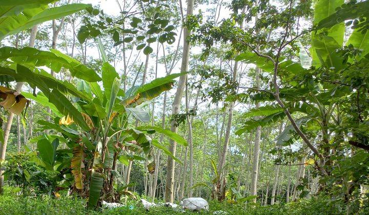 Tanah Zona Kuning Untung Suropati Ngaliyan Cocok Untuk Perumahan 3
