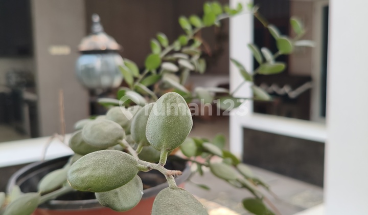 Jual Cepat 38m Nego Rmh Msh Bgs Jual Cepat 38m Nego Rmh Msh Bgs