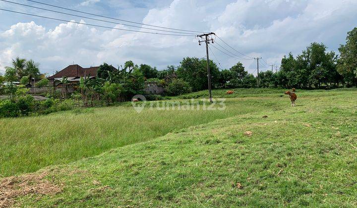  Tanah Freehold  SHM - Sertifikat Hak Milik 1.75 HA  di LC Perancak, Perancak 5