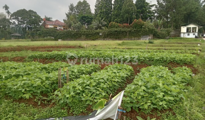 Tabah murah 250 SHM m² megamendung bogor 2