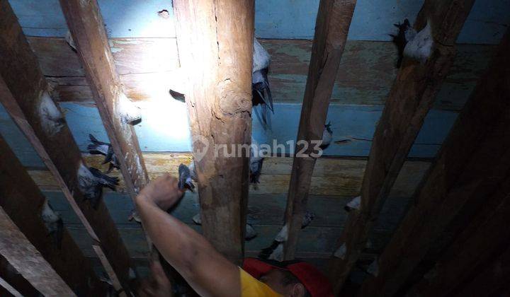Dijual rumah sarang wallet  Bangil  2