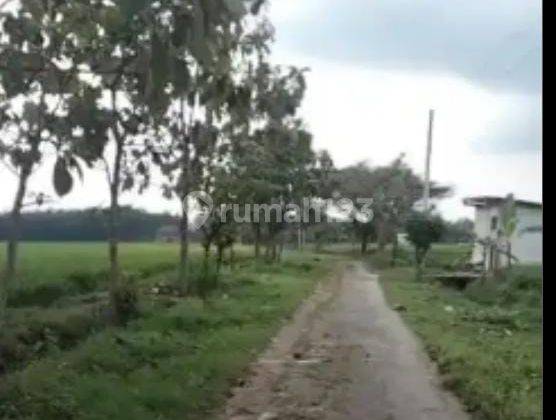 Dijual Tanah Zona Kuning Lokasi Desa Guworejo Sragen 3