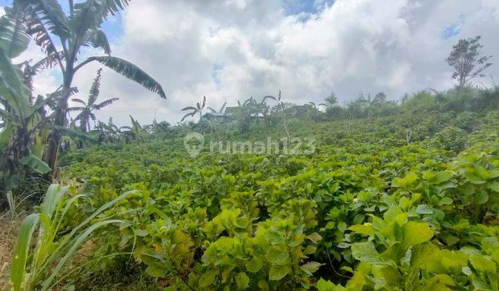Tanah kebun pull view di munduk buleleng 6
