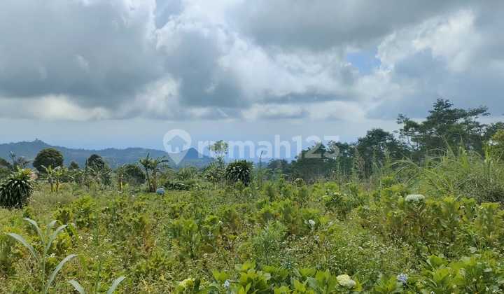 Tanah kebun pull view di munduk buleleng 1