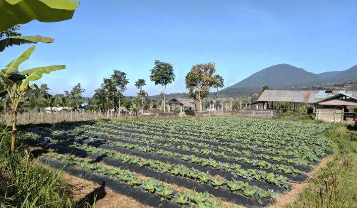 Tanah perkebunan produktif di baturiti tabanan 1