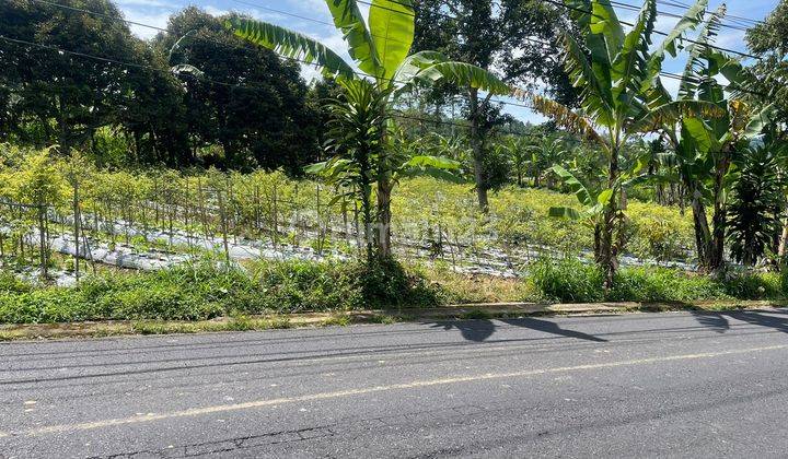 Tanah kebun pinggir jln utama dekat rumah bupati badung 1