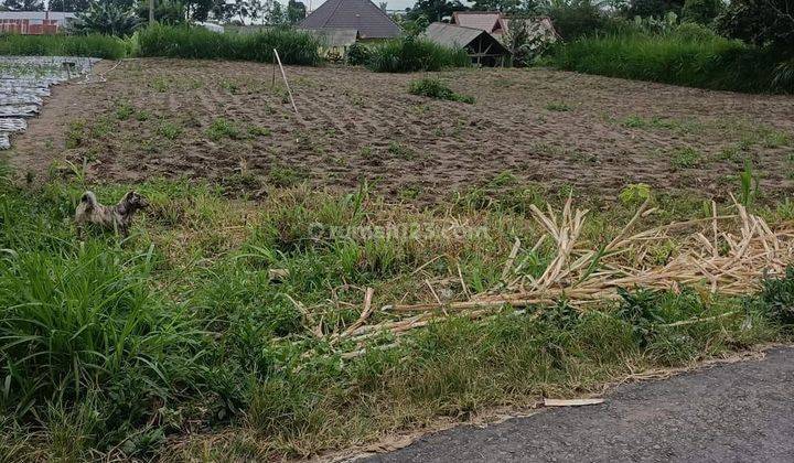 Garden land with mountain views and Lake Batur near the floating restaurant 1