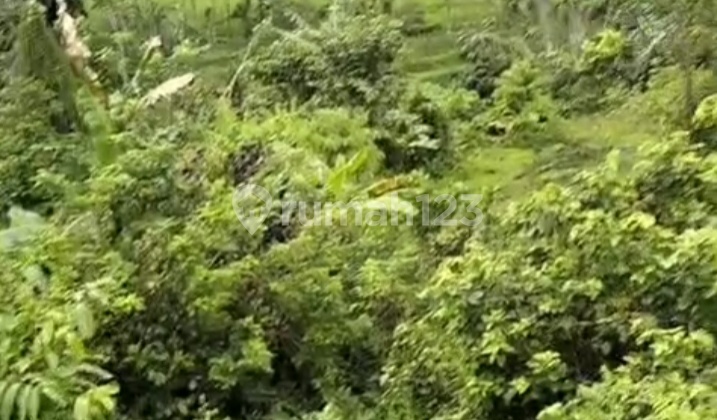 Land with Views of Rice Fields and River Near Central Sidemen