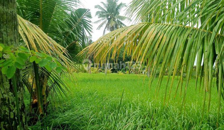 Tanah Di Kontrakan Siap Bangun Di Ubud Selatan 2