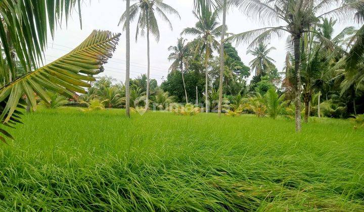 Tanah Di Kontrakan Siap Bangun Di Ubud Selatan 1