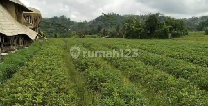 Land with Views of Rice Fields and River Near Central Sidemen