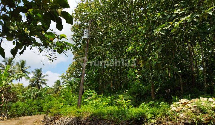 Tanah / Kebun Jati Seluas 2.2261 Meter Persegi Di Panggang Gunung Kidul 1