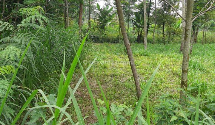 Tanah Kebun Siap Bangun 1