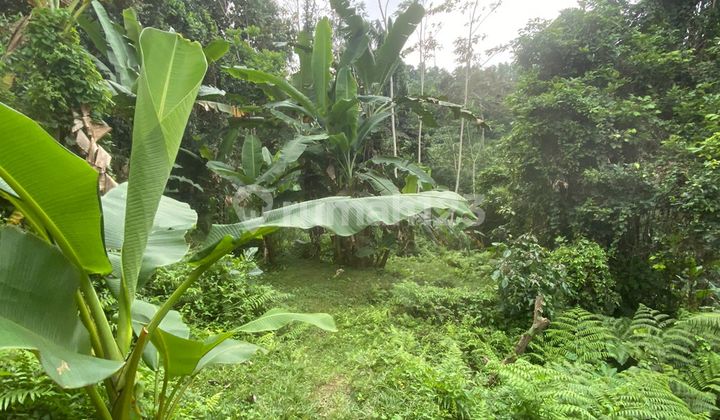 Dry Land for Rent Dry Land for Rent