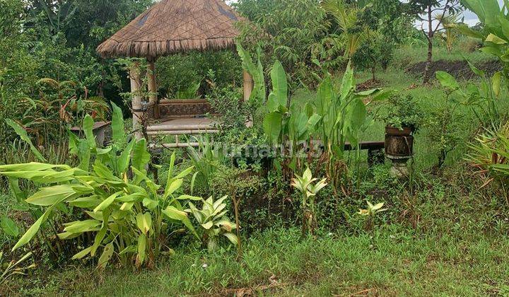 For Lease Land 15 Are View River & Rice Field Near to Pererenan Beach Buduk Mengwi Badung Bali 2