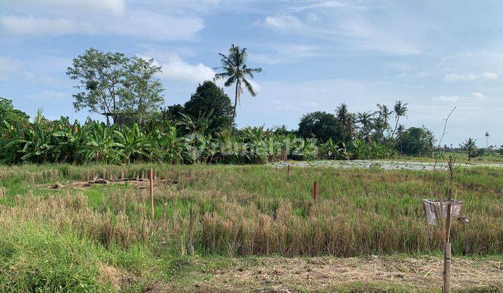 Disewakan Tanah 5 Are Zona Perumahan di Munggu Mengwi Badung Bali 1