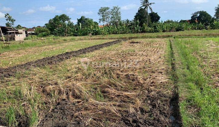 Disewakan Tanah 5 Are Zona Perumahan di Munggu Mengwi Badung Bali 2