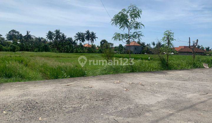 Disewakan Tanah 21 Are Rice Field View di Cemagi Canggu Bali 1