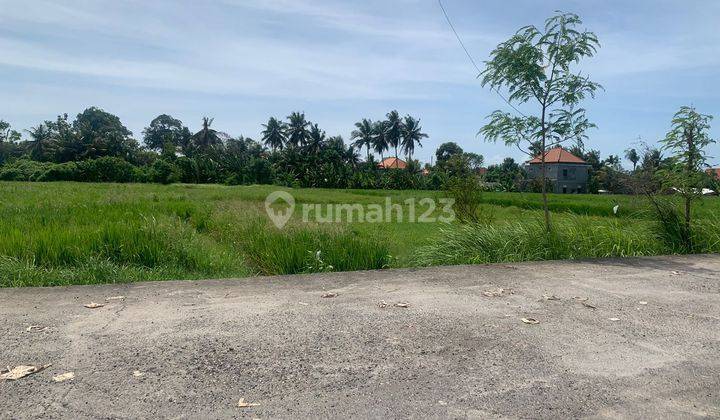 Disewakan Tanah 21 Are Rice Field View di Cemagi Canggu Bali 2