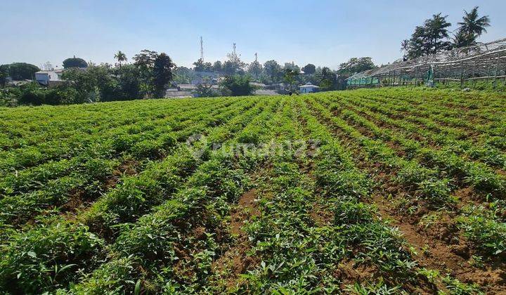 Tanah di Cisarua Puncak Bogor 2000 m² SHM 2