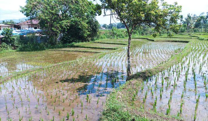 Jual Sawah Garapan 2