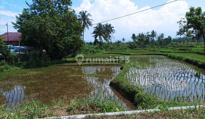 Jual Sawah Garapan 1