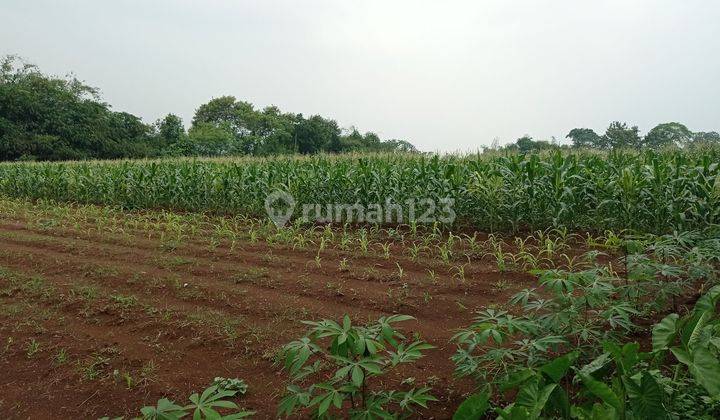 Tanah Kebun Strategis di Pusat Kota Cibinong Kab.Bogor 2