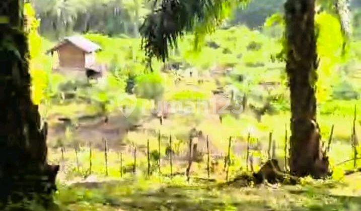 Lahan Kelapa Sawit Deket Dpu Bengkulu ,Yani