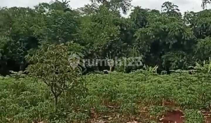 Dijual Tanah Lokasi Cikopo mayak, Jasinga Bogor.