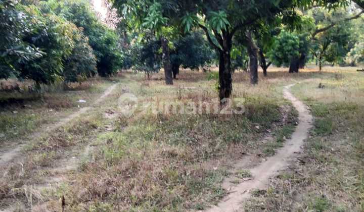 For sale: cafe and mango orchard along with a villa building in the Majalengka area. For sale: cafe and mango orchard along with a villa building in the Majalengka area.