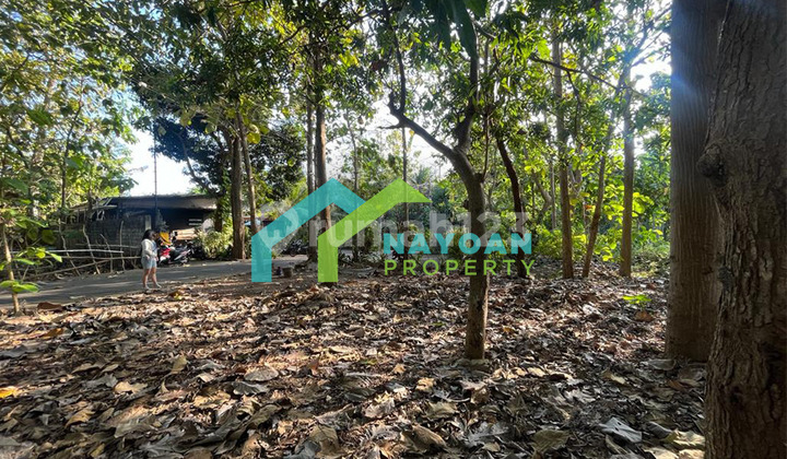 Tanah Di Pantai Balangan, 50 Are , Dekat Cafe Dan Hotel  5