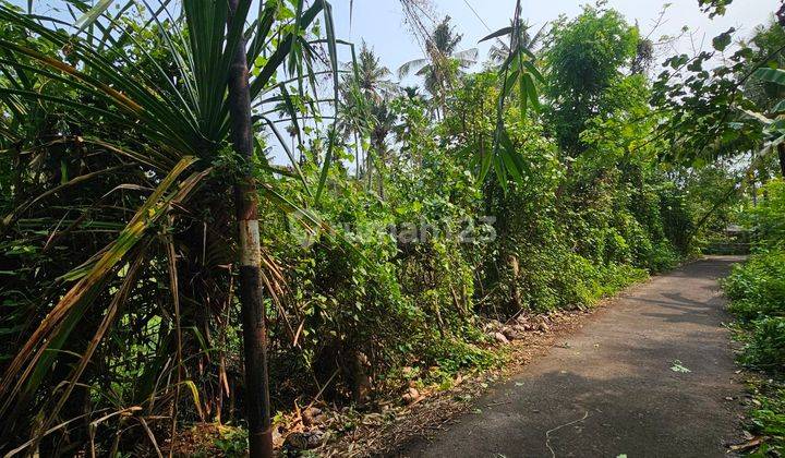 Land For Sale At Lovina Singaraja North BALI 1