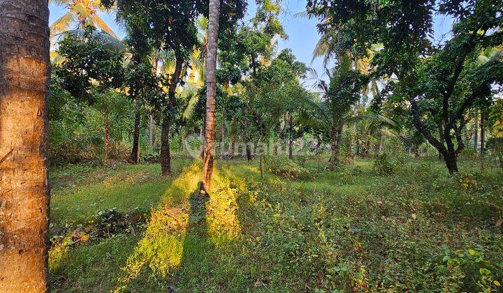 Coconut Grove Land For Sale Near Beach Only 80 Meters From Beach 2