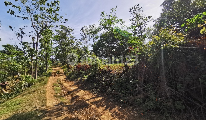 Tanah kebun BUC cocok untuk investasi 10