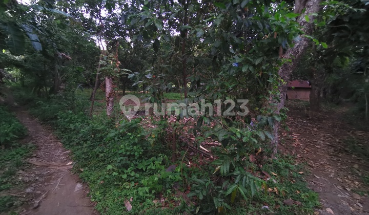 Kebun rambutan dan kelapa 2