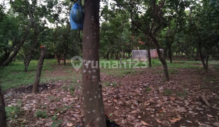 Kebun rambutan dan kelapa 3