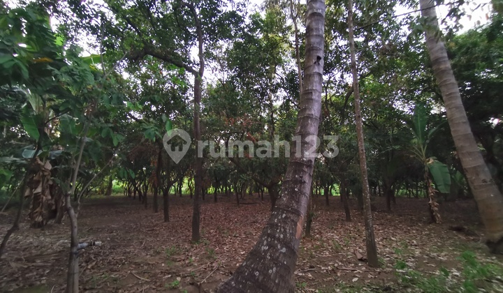 Kebun rambutan dan kelapa 4