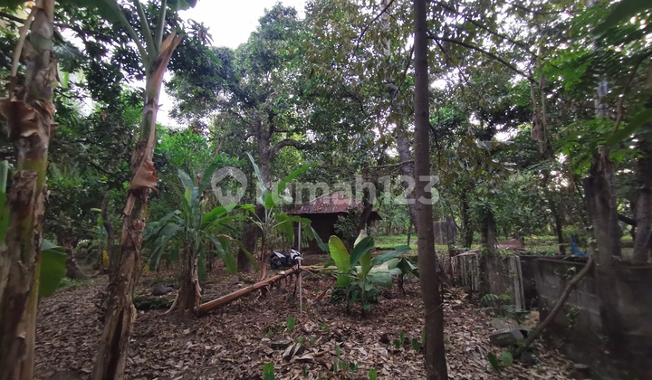 Kebun rambutan dan kelapa 7