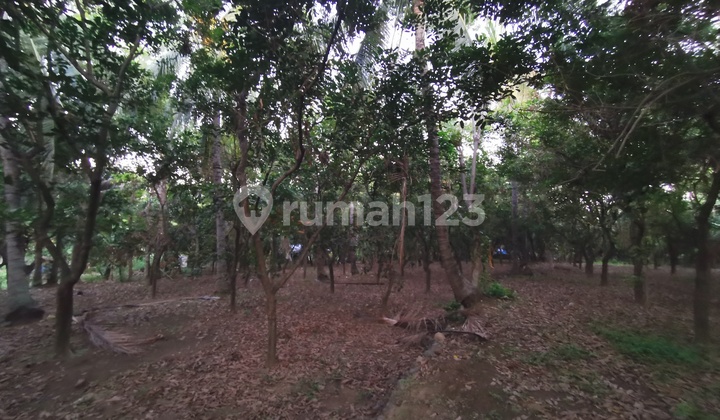 Kebun rambutan dan kelapa 8
