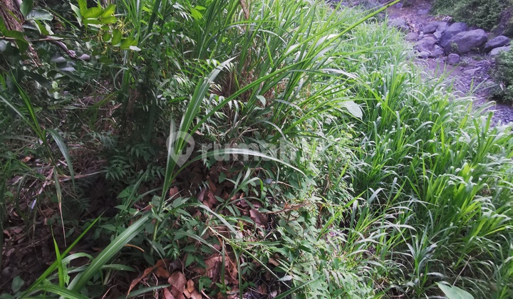 Kebun rambutan dan kelapa 10