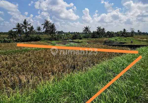 Dijual Tanah sawah  dekat ubud  1